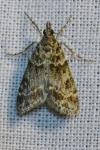 Eudonia mercurella