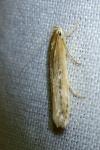 Limnaecia phragmitella