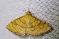 Anania verbascalis