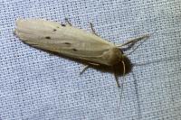Pelosia muscerda