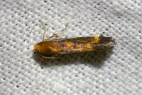 Apodia bifractella