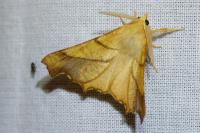 Ennomos fuscantaria