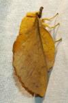 Gastropacha populifolia