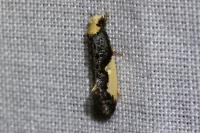 Monopis monachella