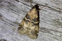 Euzophera pinguis