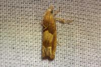 Eucosma conterminana