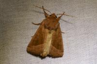 Hydraecia micacea