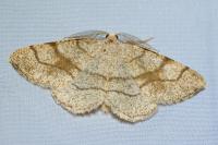Adactylotis contaminaria