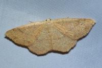 Cyclophora ruficiliaria