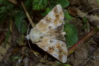 Eremobia ochroleuca