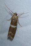 Elegia similella