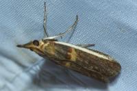 Etiella zinckenella