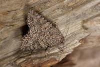 Anarta trifolii