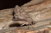 Anarta trifolii