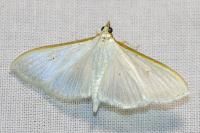 Palpita vitrealis