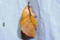 Gastropacha populifolia