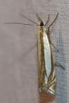 Crambus pascuella