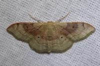 Idaea degeneraria