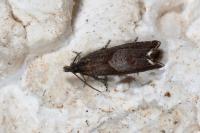 Dichrorampha acuminatana