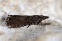 Dichrorampha acuminatana