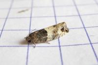 Gypsonoma aceriana