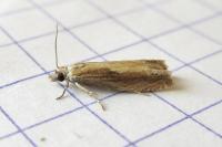 Eucosma obumbratana