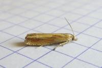 Eucosma obumbratana