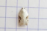 Acleris kochiella