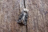 Polymixis argillaceago