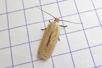 Agonopterix pallorella