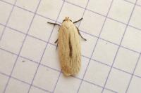 Agonopterix pallorella