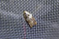 Acleris variegana