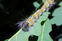 Phalera bucephala