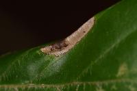 Phyllonorycter maestingella