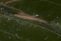 Phyllonorycter maestingella