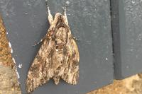Agrius convolvuli