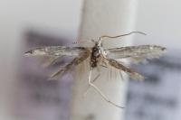 Coleophora ibipennella