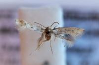 Elachista biatomella