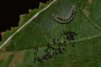 Parornix devoniella