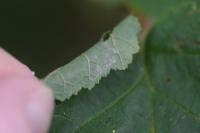 Parornix devoniella