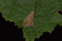 Parornix devoniella