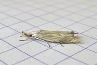 Metacrambus carectellus