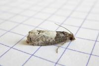 Notocelia roborana