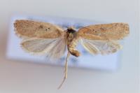 Agonopterix yeatiana
