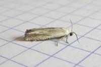 Eucosma albidulana
