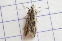 Monochroa palustrellus