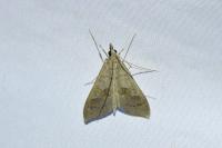 Mecyna asinalis
