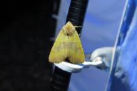 Atethmia centrago