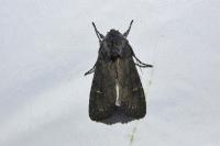 Aporophyla nigra