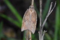 Acleris rhombana